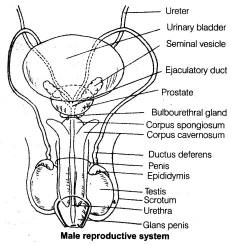 NEET Biology Notes Animal Reproduction day and Reproductive Health Male Reproduction - CBSE Tuts NEET Biology Notes Animal Reproduction day and Reproductive Health Male Reproduction - CBSE Tuts