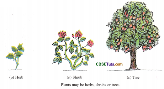 Types of Plants-Herbs, Shrubs, Trees, Climbers, and Creepers