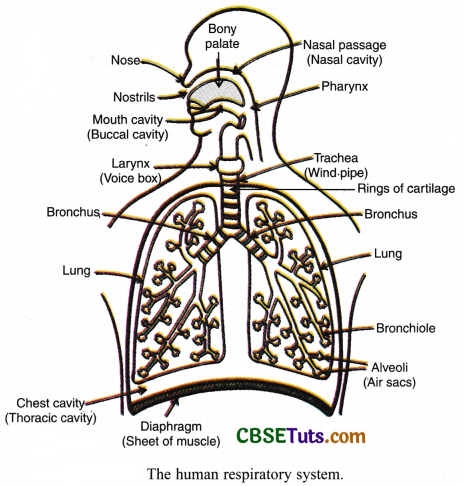 Human Respiratory System - Diagram, Parts and Functions - CBSE Tuts